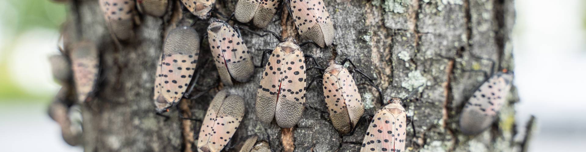 insects on a tree